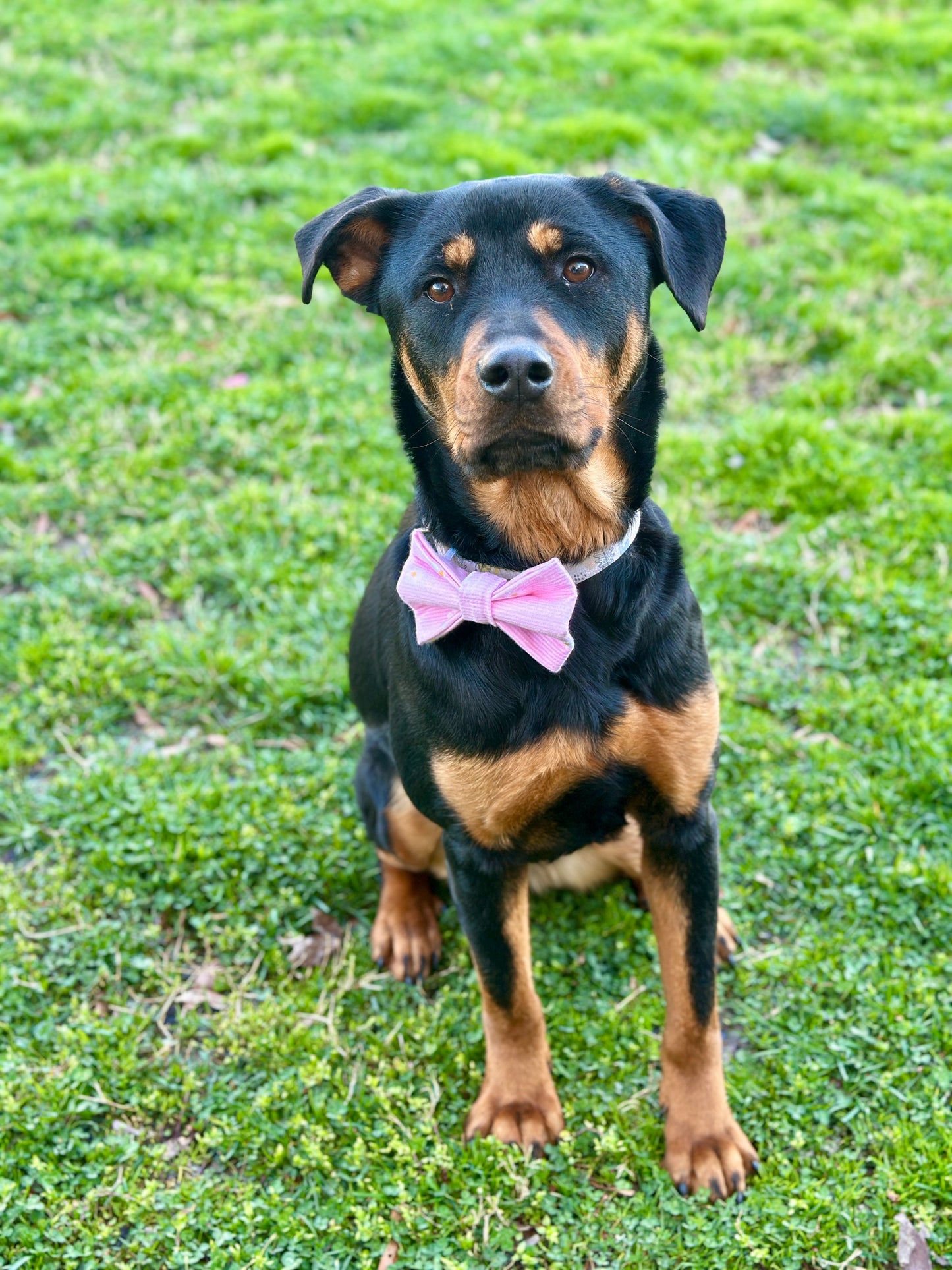 Daisy Daze Slip-on Bow Tie