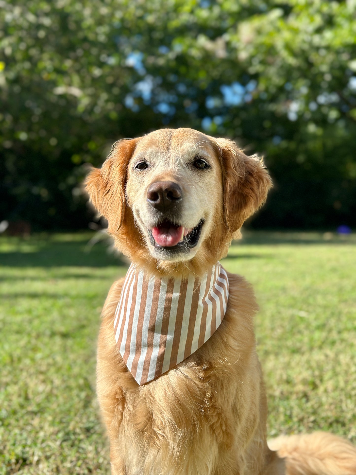 Turkey Day Vibes- Reversible
