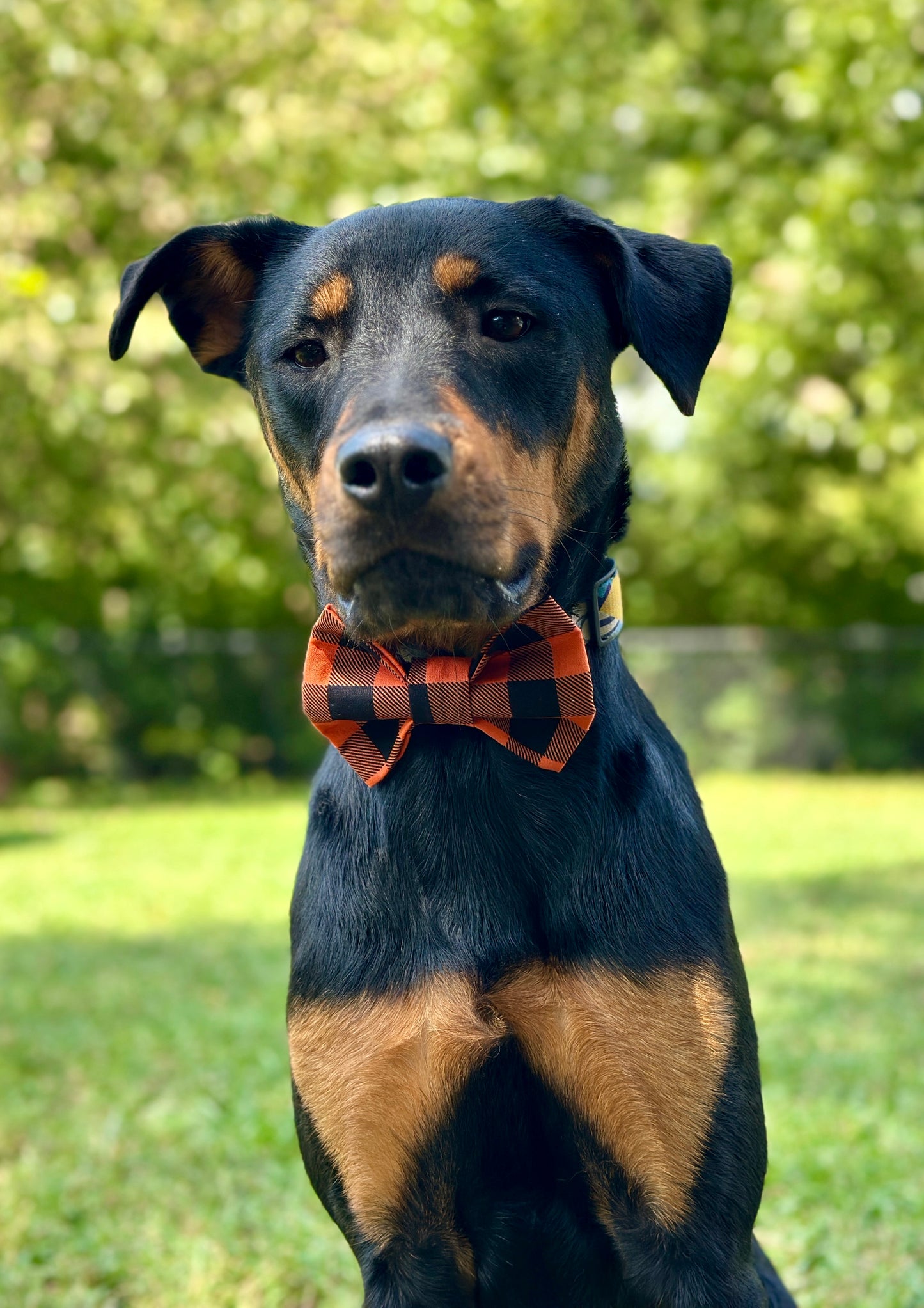 Spiced Shadows Slip-on Bow Tie
