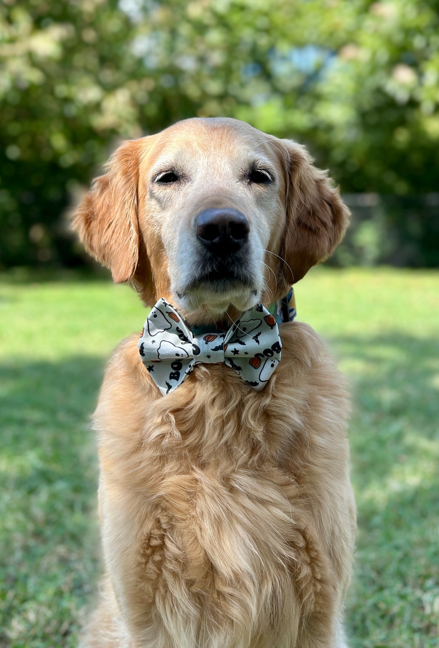 Boo Slip-on Bow Tie