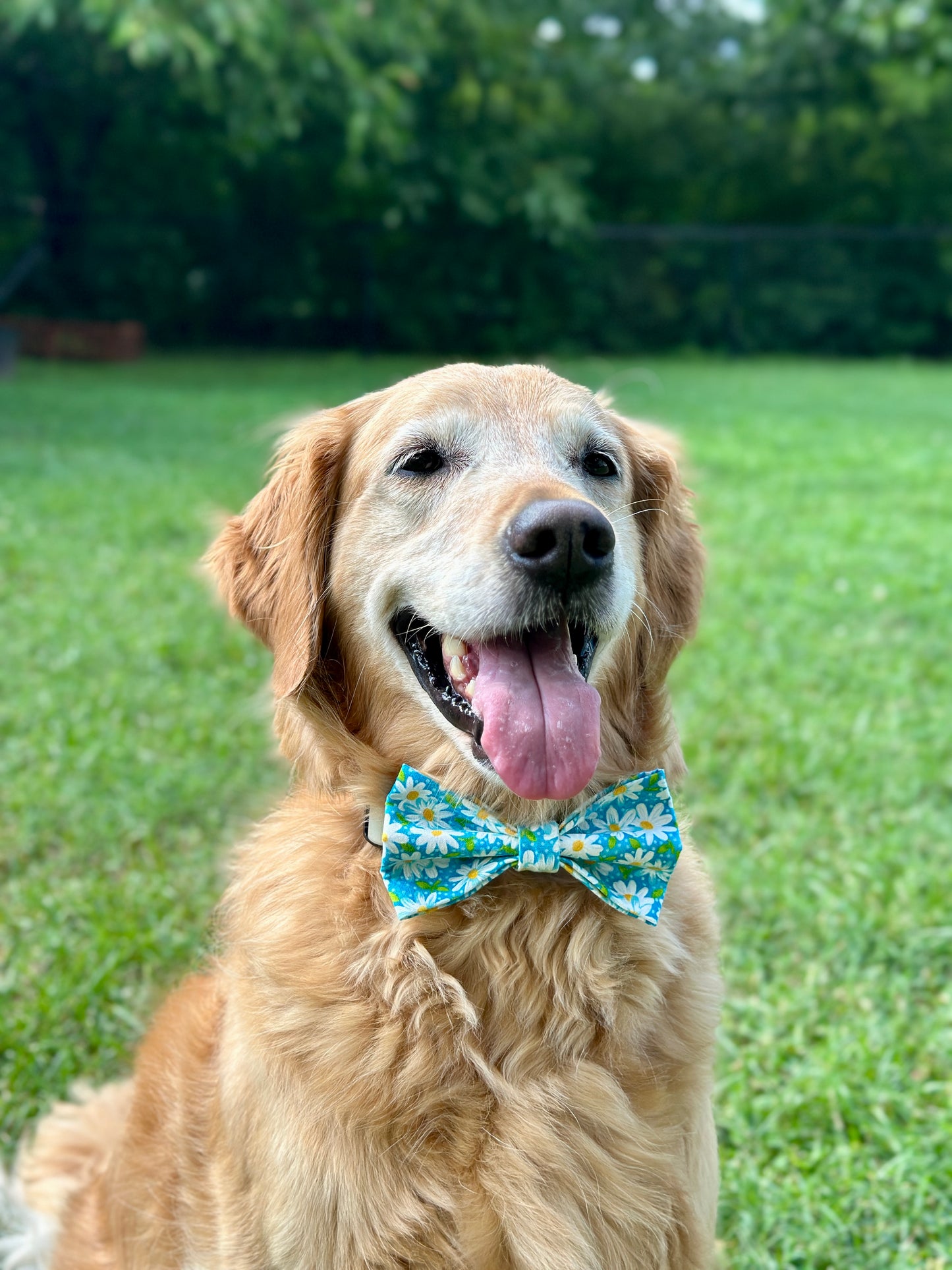 Vibrant Daisy Clip-on Bow Tie