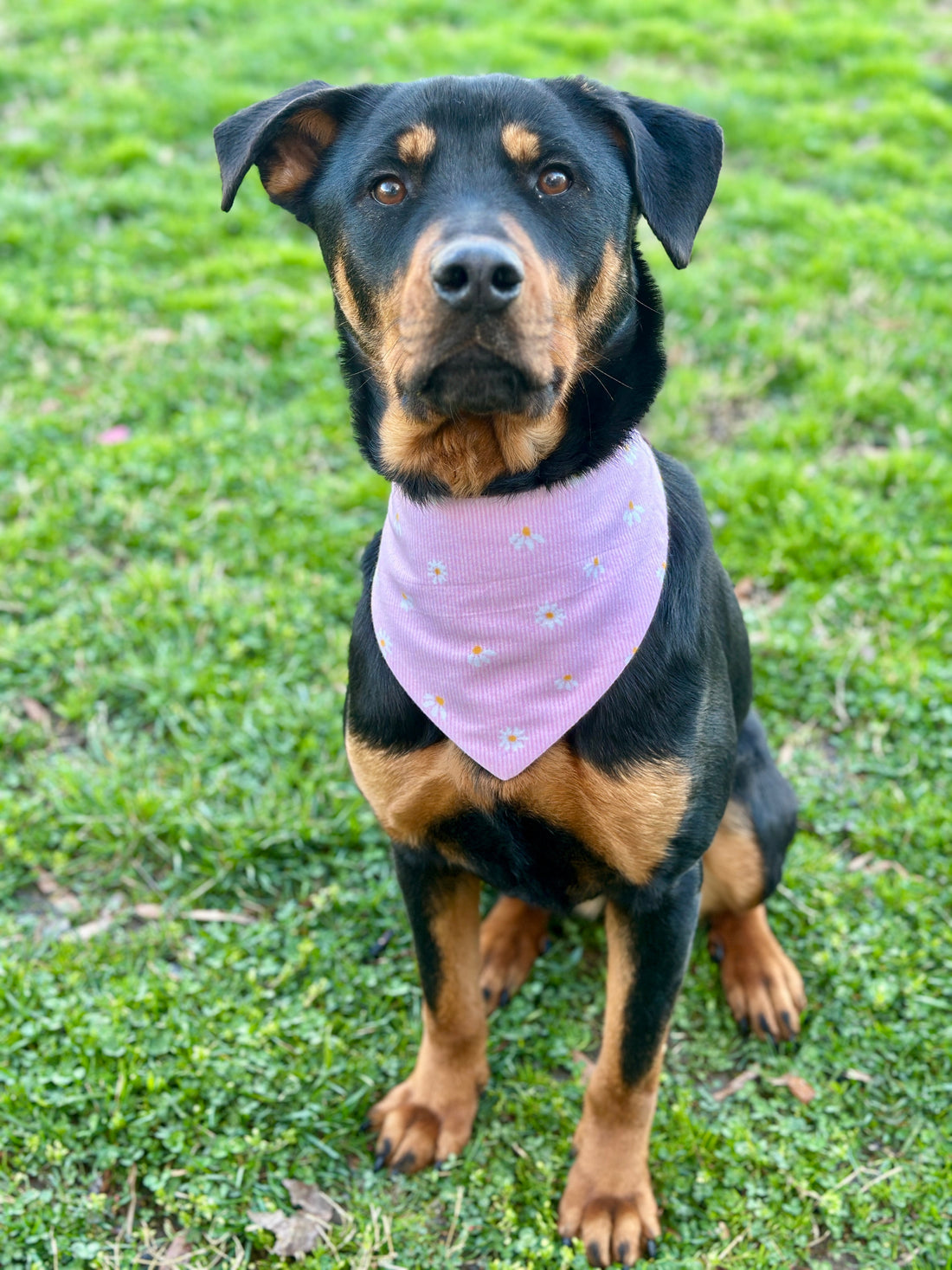 Fetch, Roll, and Run: Fun Spring Activities for Dogs!