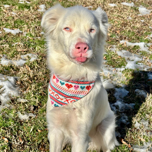 The Perfect Valentine's Day Accessory for Your Furry Valentine - Dog Bandanas!