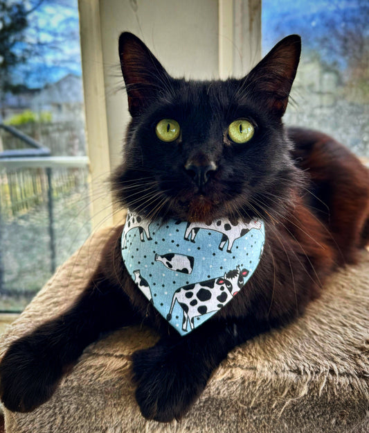 Move Over Dogs, Cats are Rocking Bandanas Too!