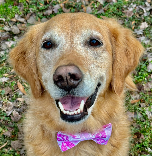The Ultimate Valentine's Day Accessory for Your Furry Friend
