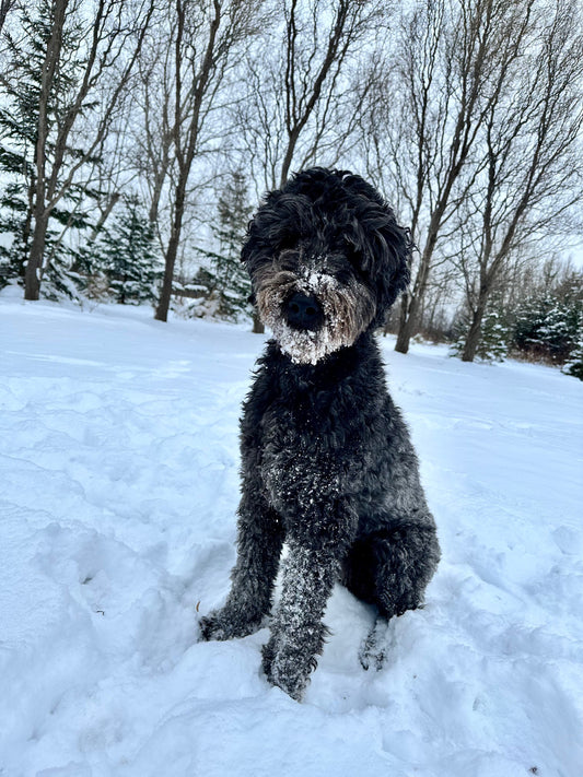 Black goldendoodle sitting in the snow with some in his beard