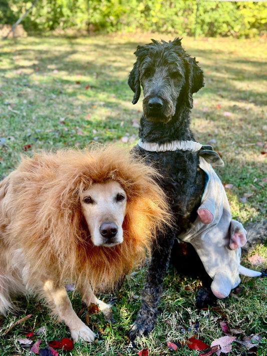 Golden retriever wearing a lions mane and a black goldendoodle wearing an elephant costume