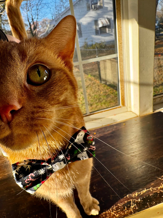Orange tabby cat close to the camera wearing a bow tie 
