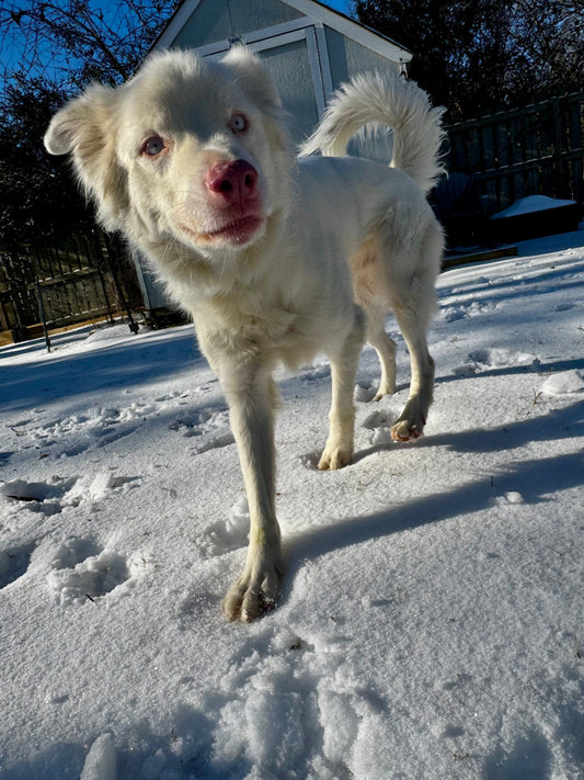 Top Tips for a Safe and Cozy Winter Walk with Your Dog