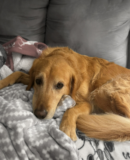 The Ultimate Guide to Celebrating New Years Safely with Your Dog