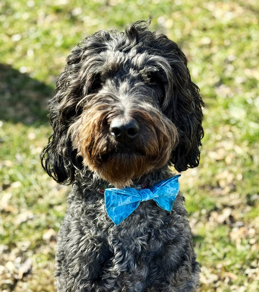Black goldendoodle sitting proudly displaying a handmade blue bow tie.