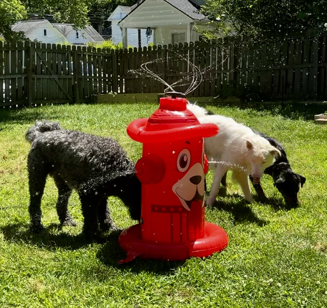 Three dogs playing in the water spiraling out of a blow up fire hydrant sprinkler.