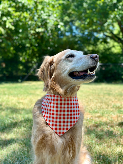 Summer Berries