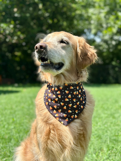 Halloween Treat