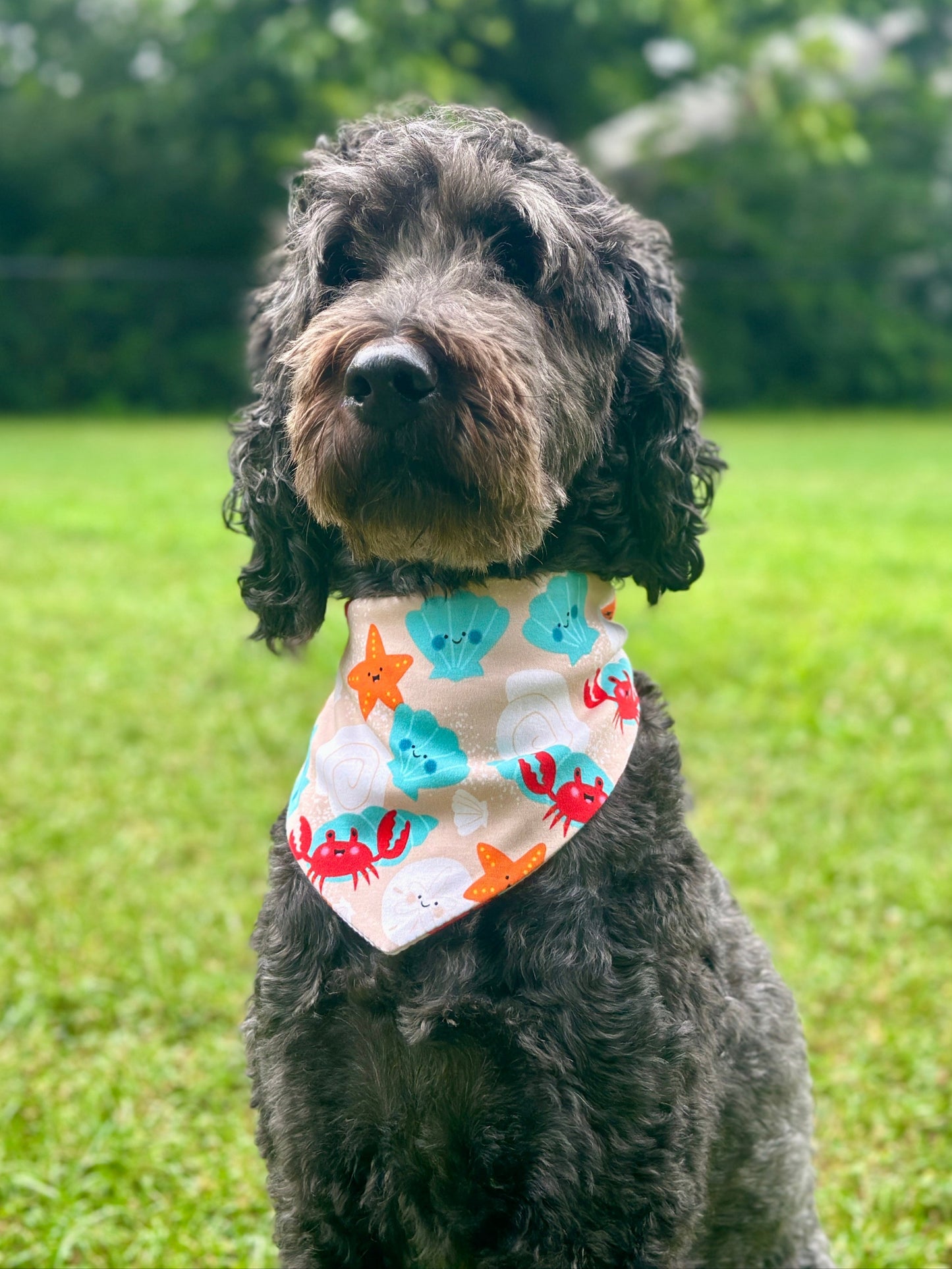 Dog wearing a colorful bandana in a grassy field with trees in the background