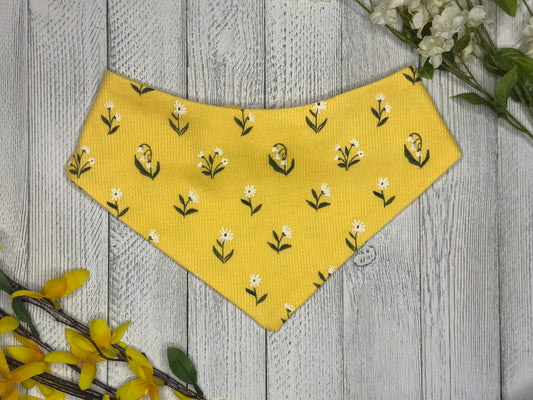 Yellow Daisy
