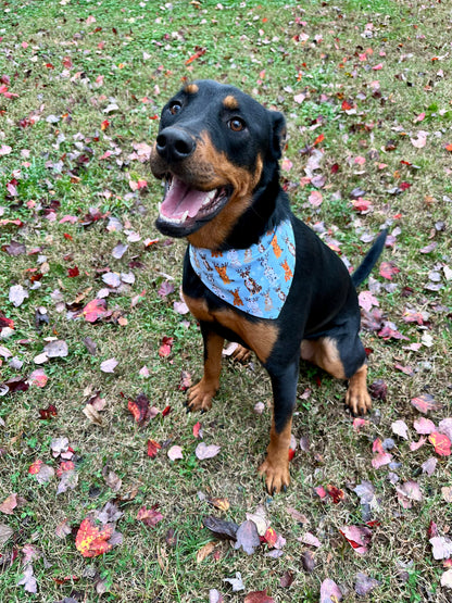 Holiday Dawgs