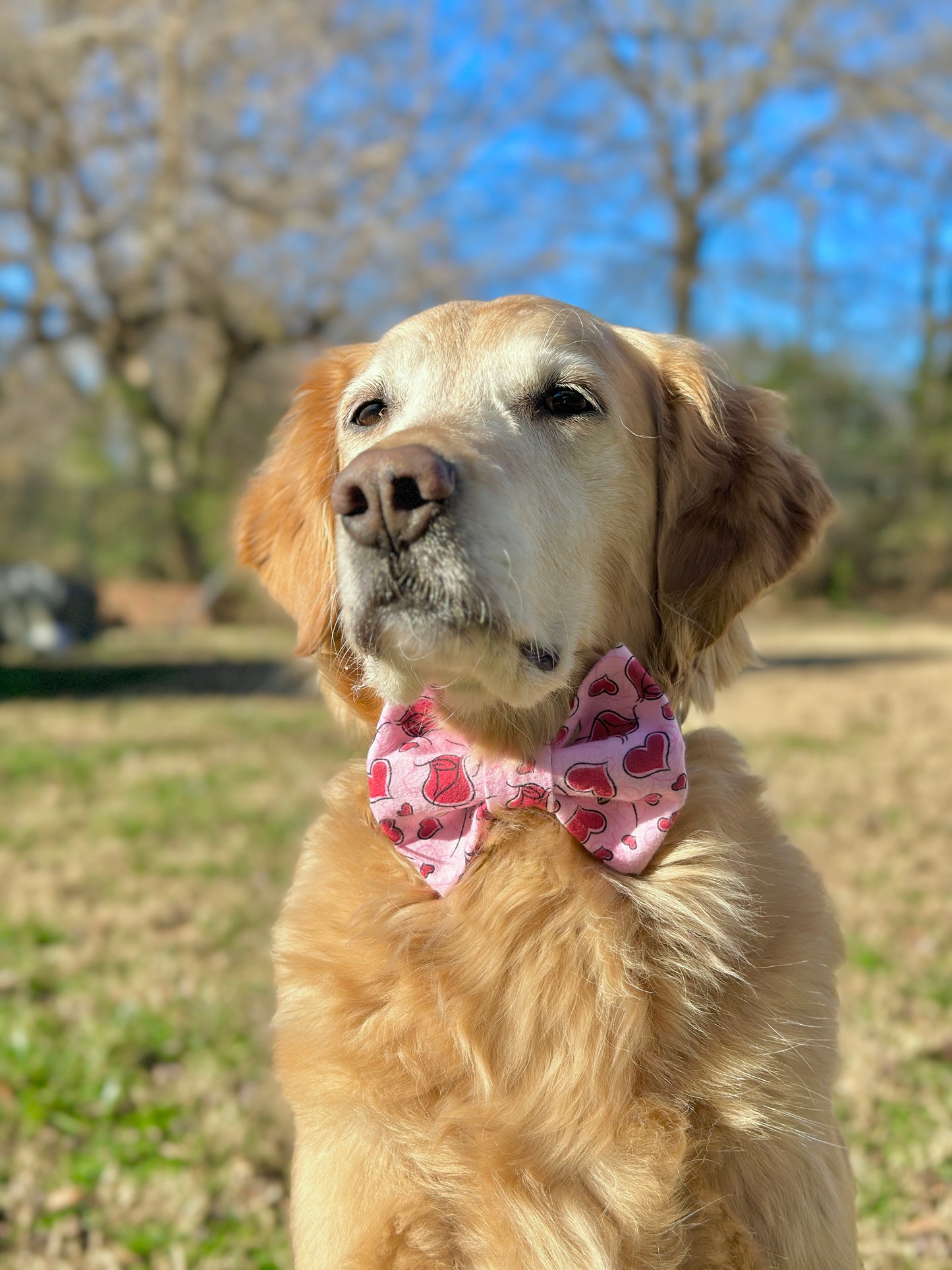 Hearts and Roses Slip-on Bow Tie