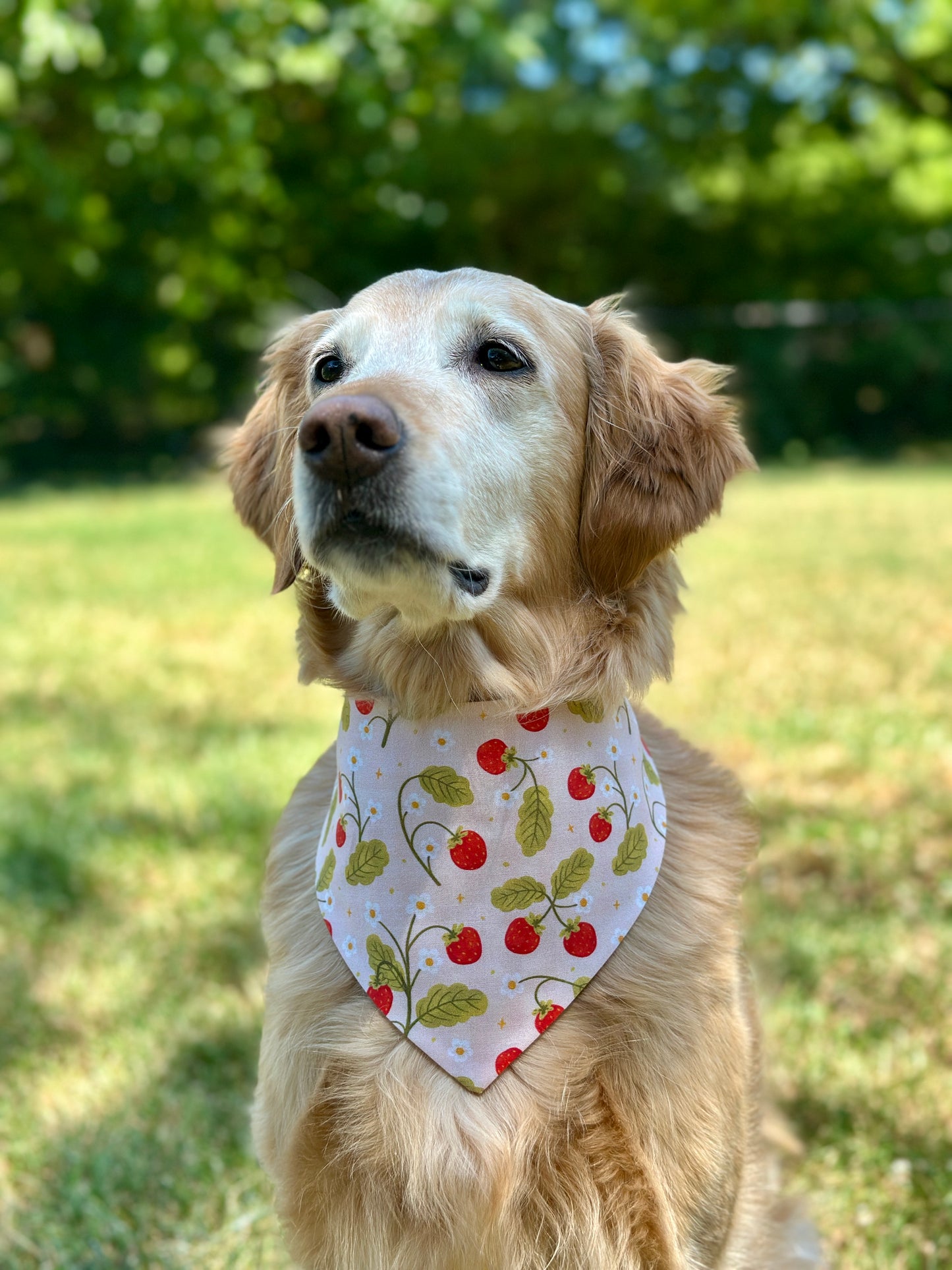 Summer Berries