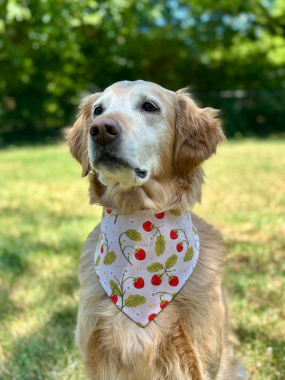 Summer Berries