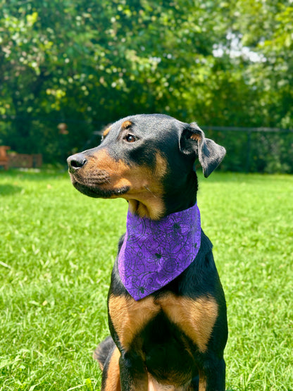 Ookie Spooky
