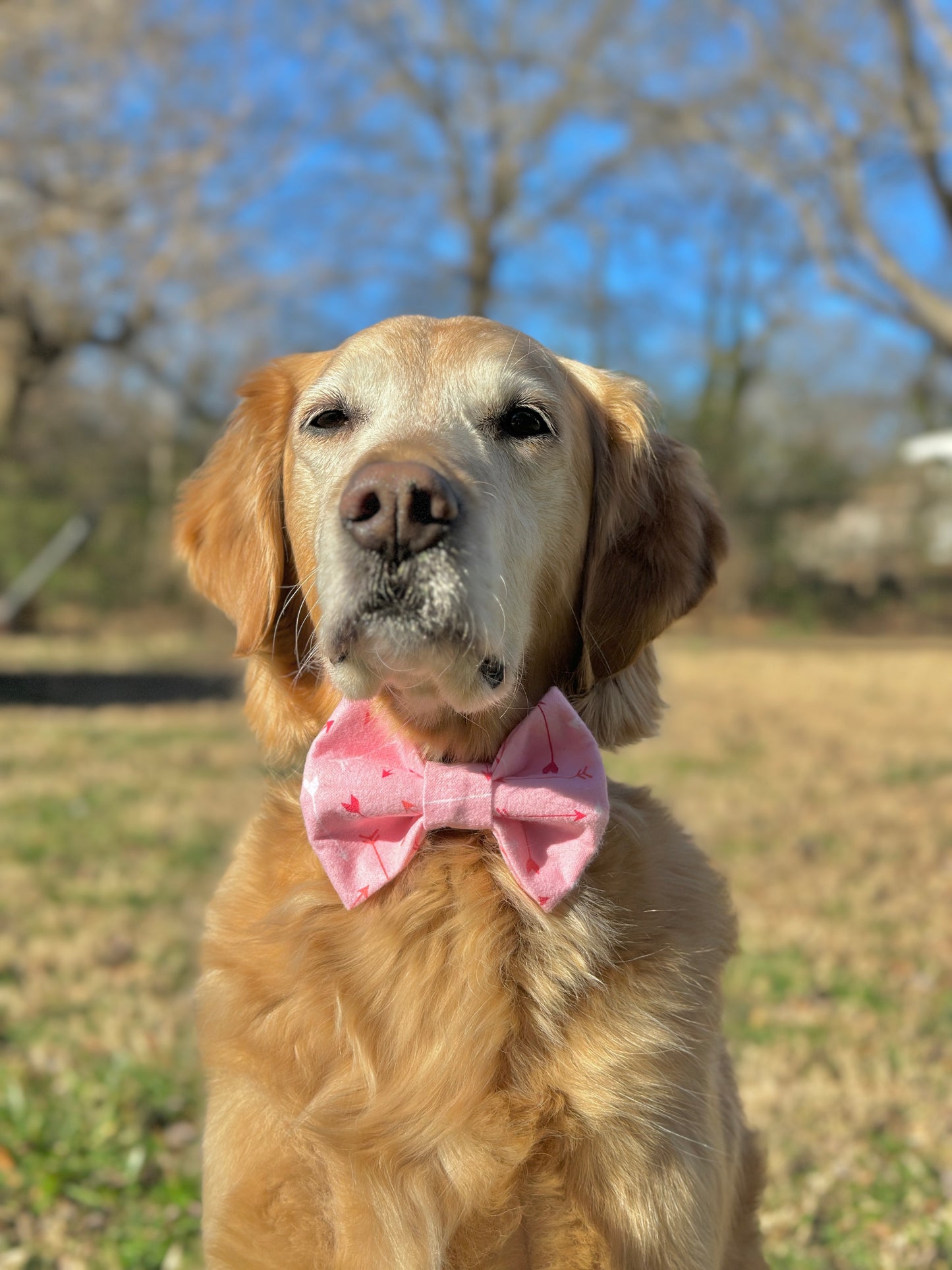 Cupid's Arrow Slip-on Bow Tie
