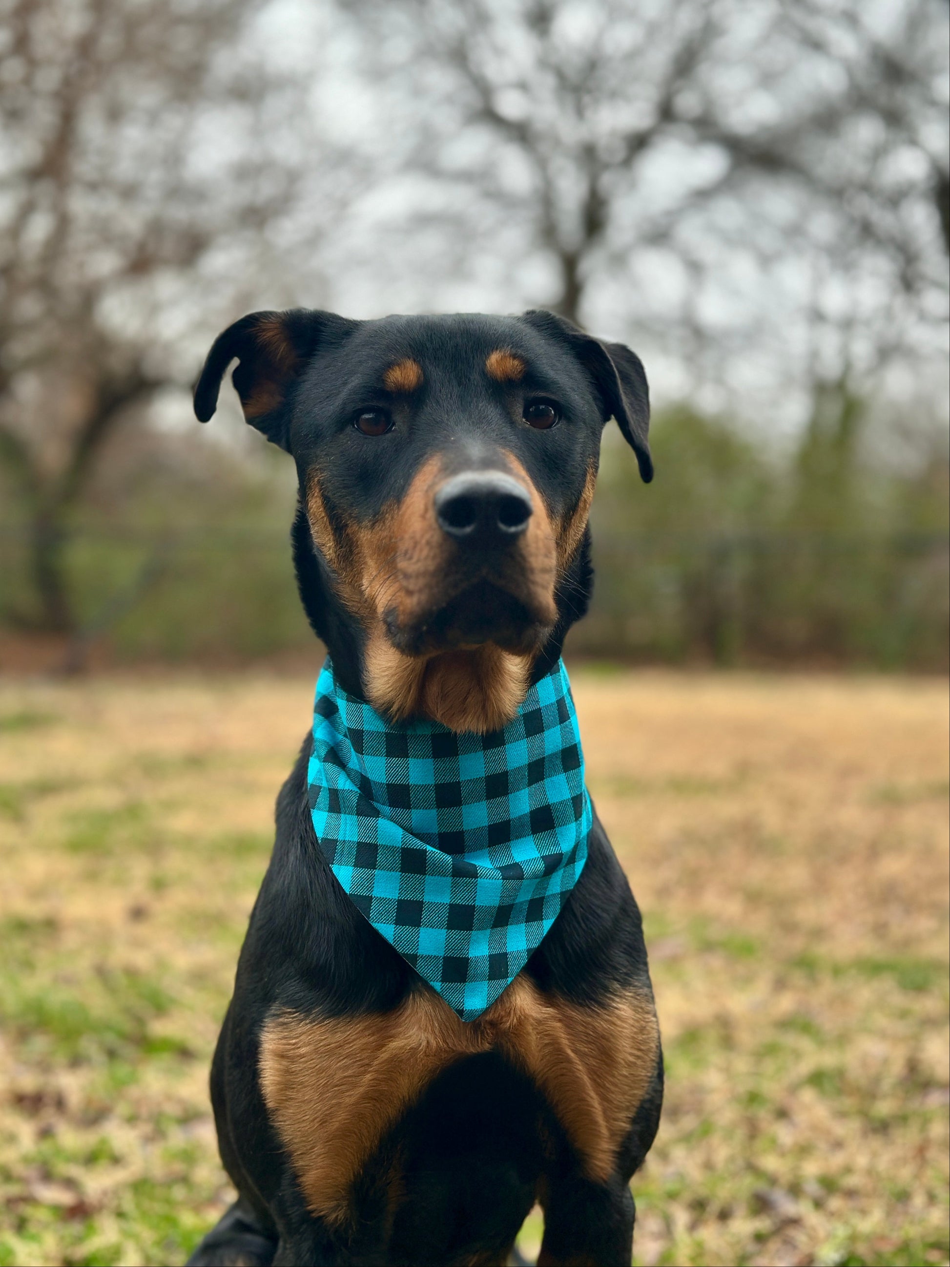 Rottweiler wearing a blue and black checkered bandana sitting outside. 