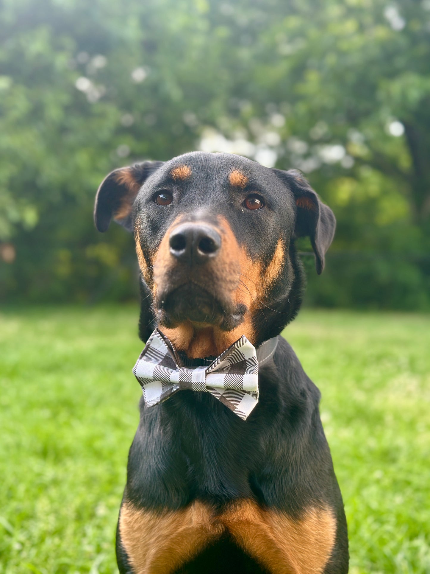 Dog wearing a gray and white checkered bow tie in a grassy outdoor setting