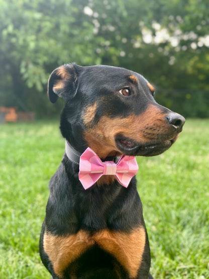 Dog wearing a pink checkered bow tie sitting on grass with trees in the background