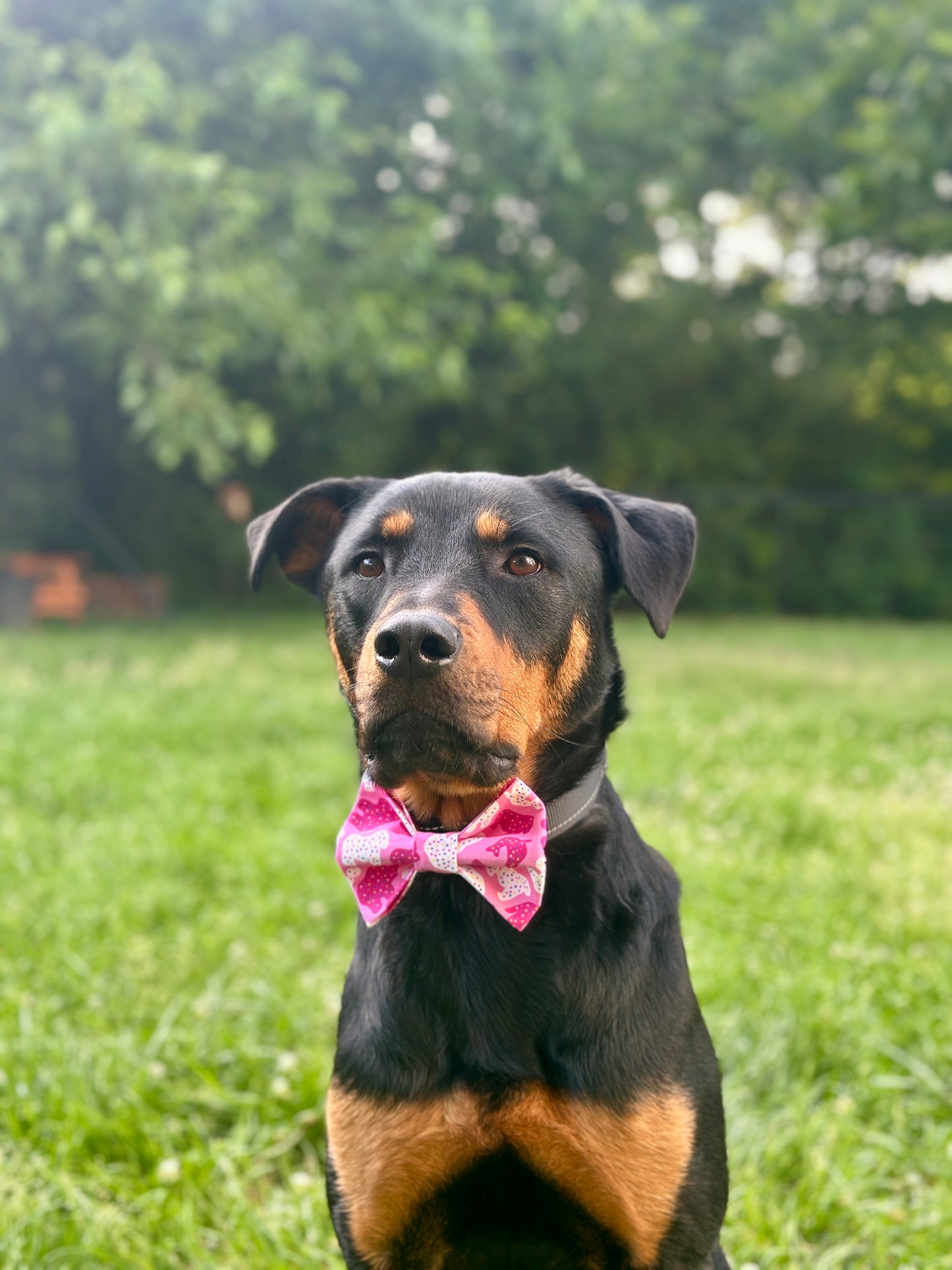 Dog wearing a pink animal cracker bow tie sitting on grass with trees in the background