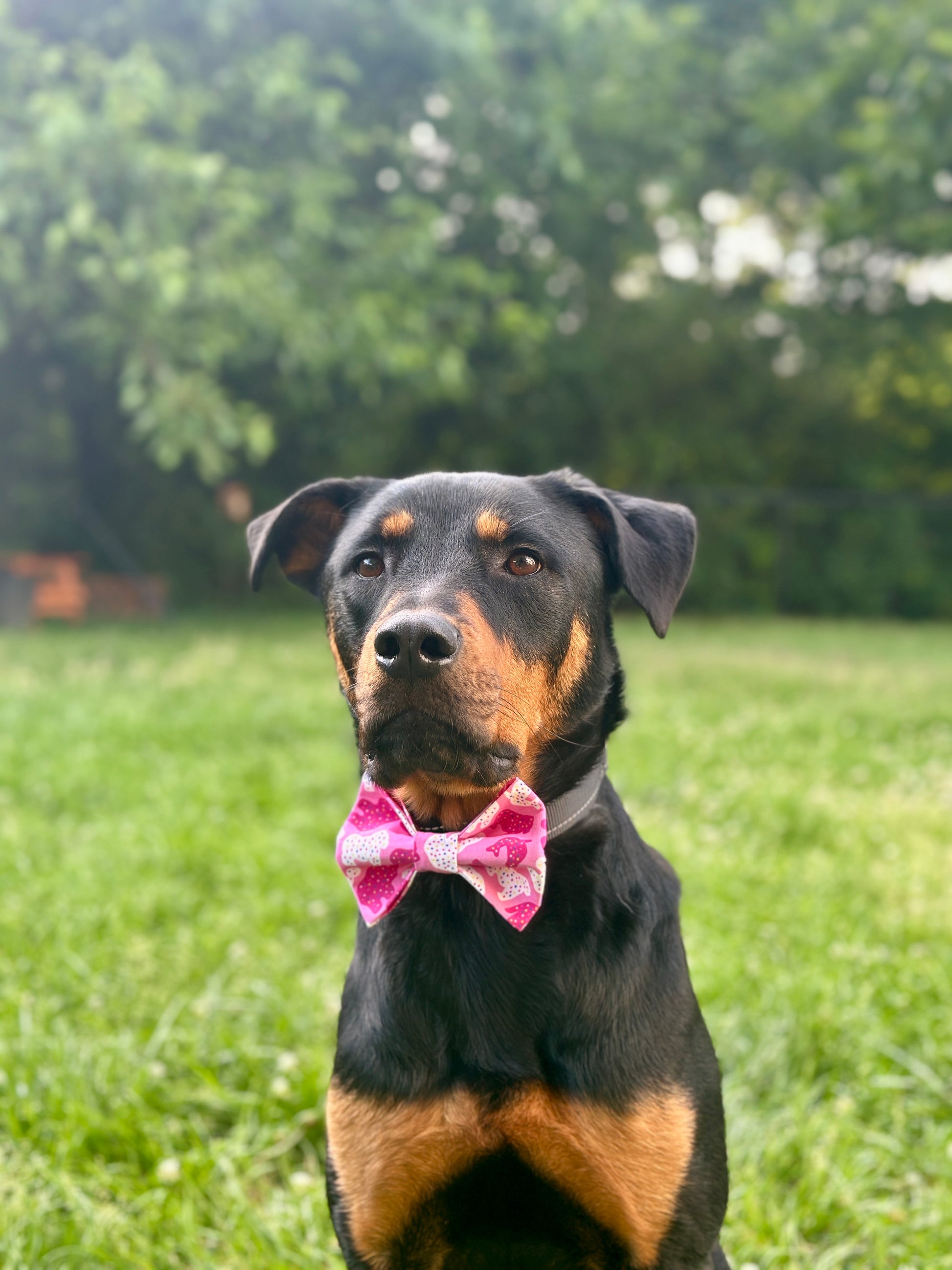 Dog wearing a pink animal cracker bow tie sitting on grass with trees in the background