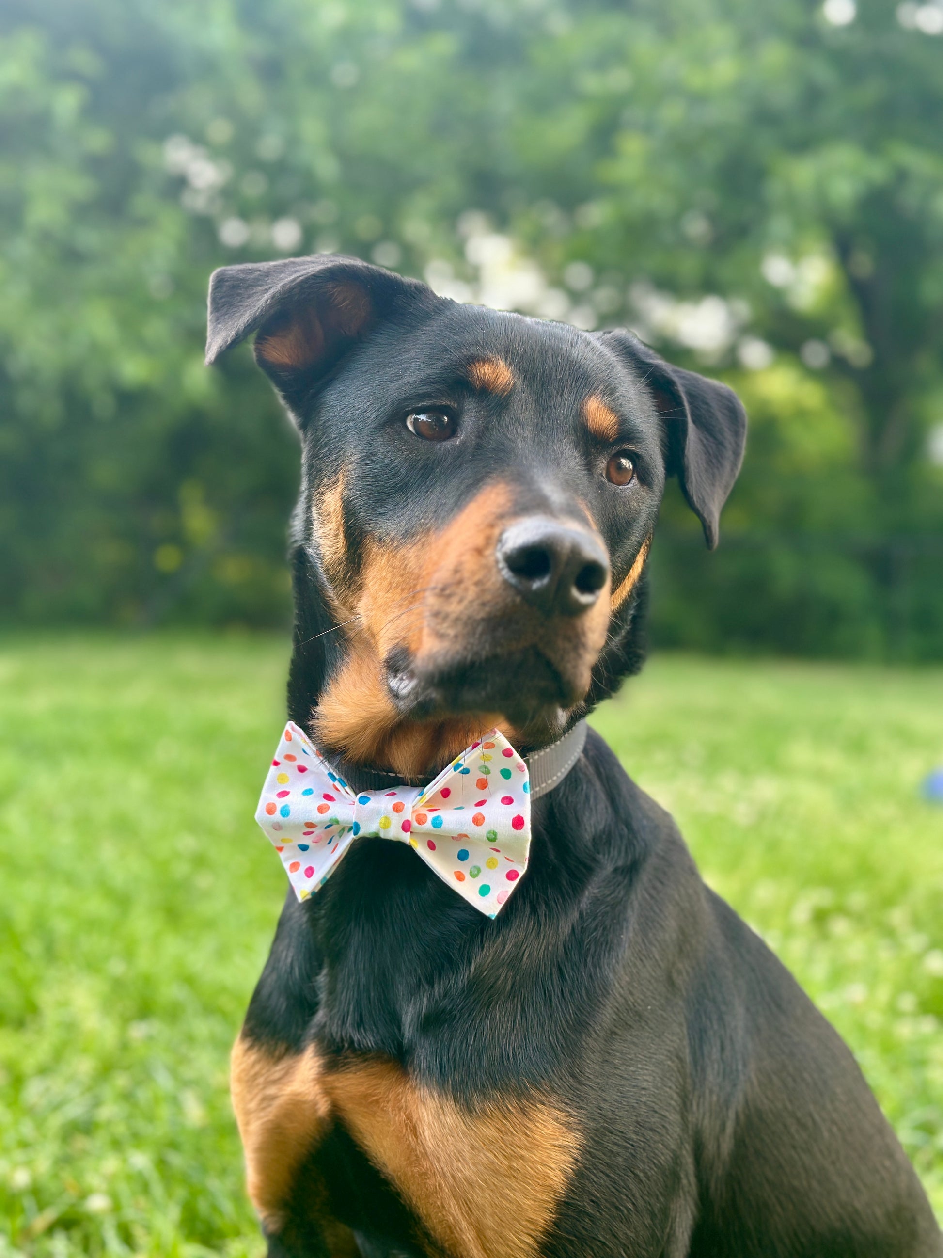 Dog wearing a colorful bow tie sitting on grass with trees in the background