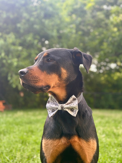 Rottweiler wearing a mason jar bee bow tie in a grassy outdoor setting