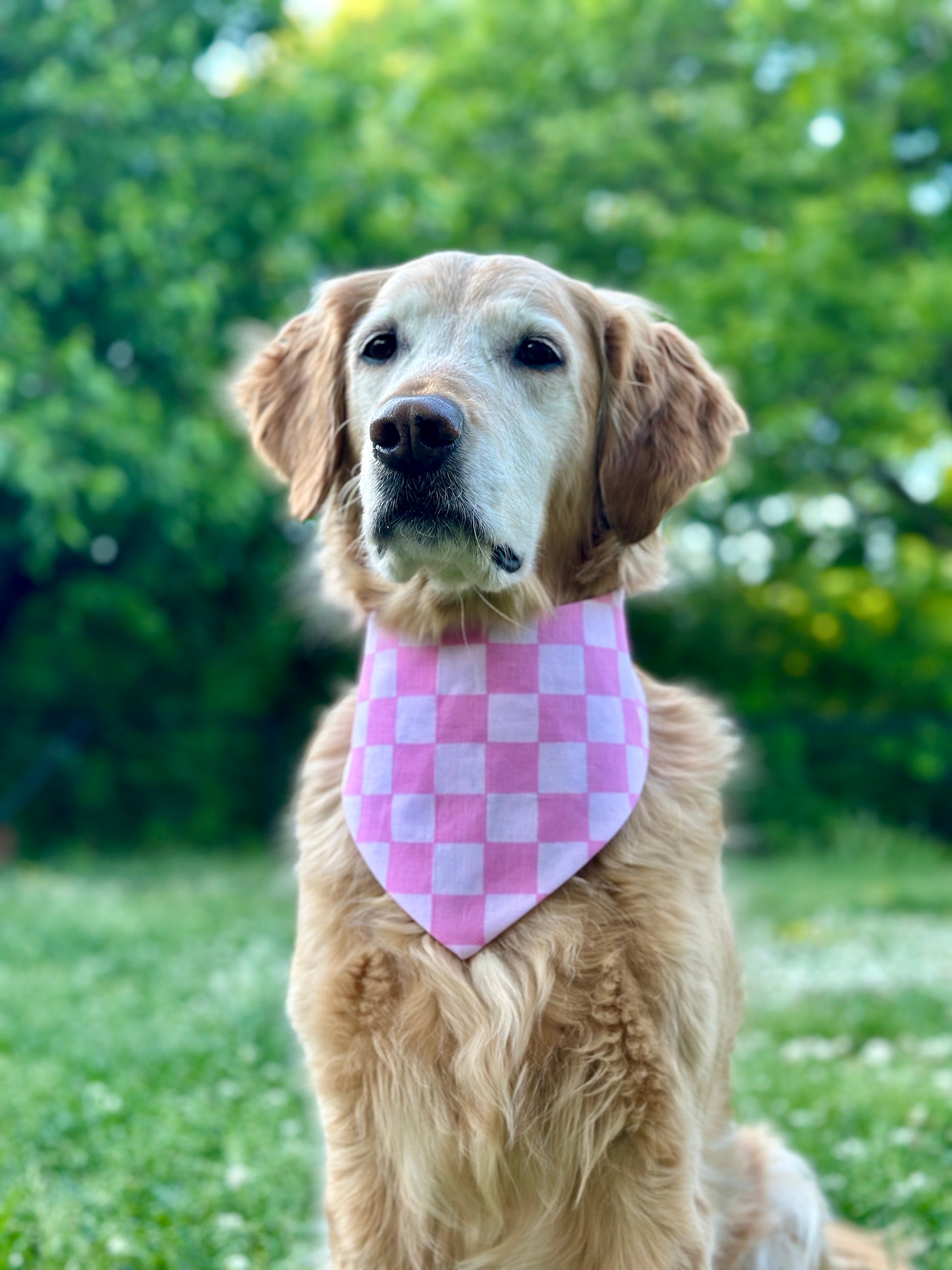 Dog wearing a pink checkered bandana in a grassy outdoor setting