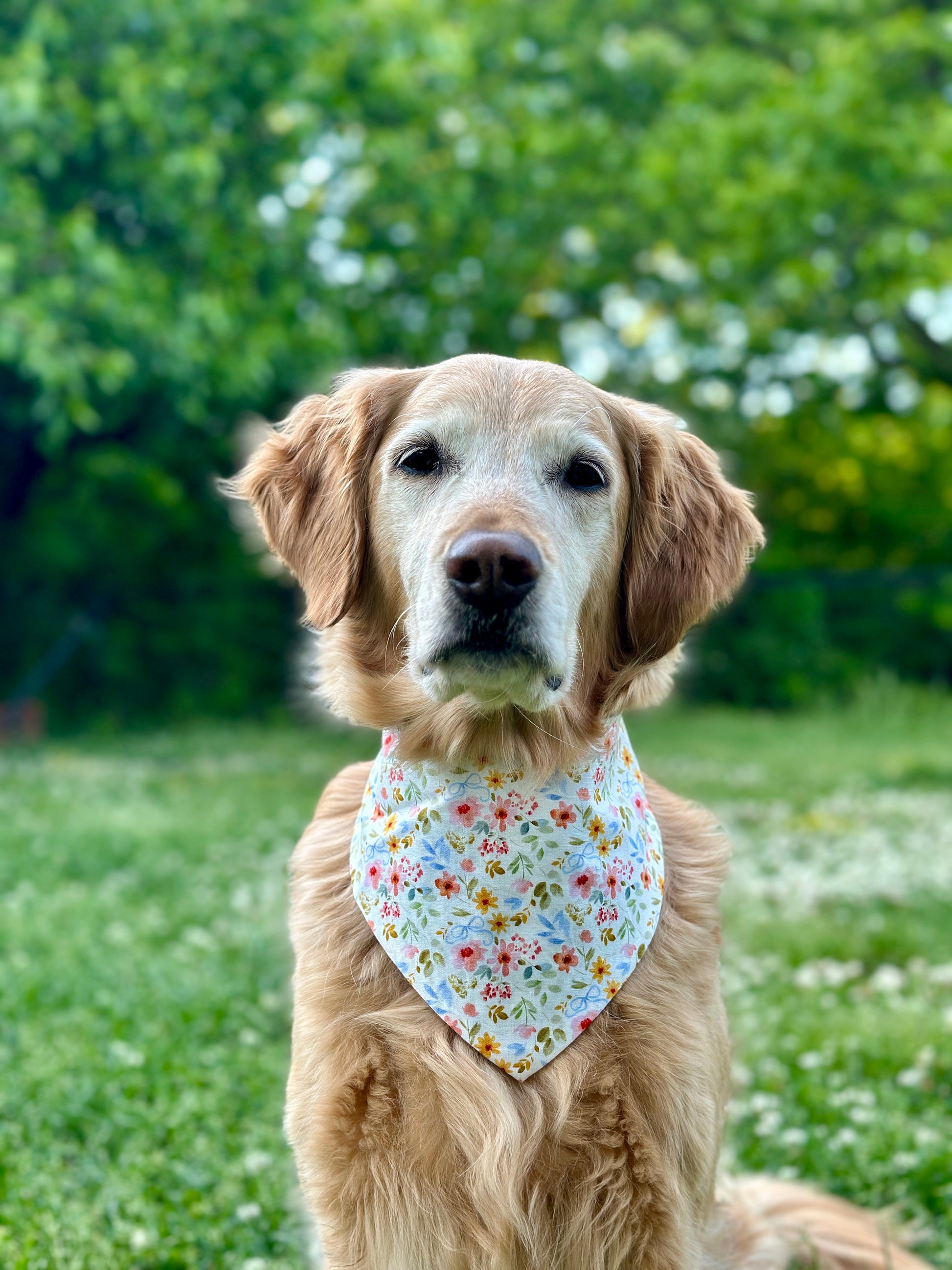 Dog wearing a floral bandana in a grassy outdoor setting