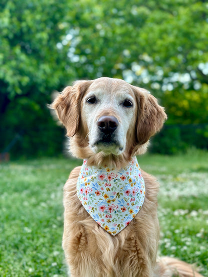 Dog wearing a floral bandana in a grassy outdoor setting