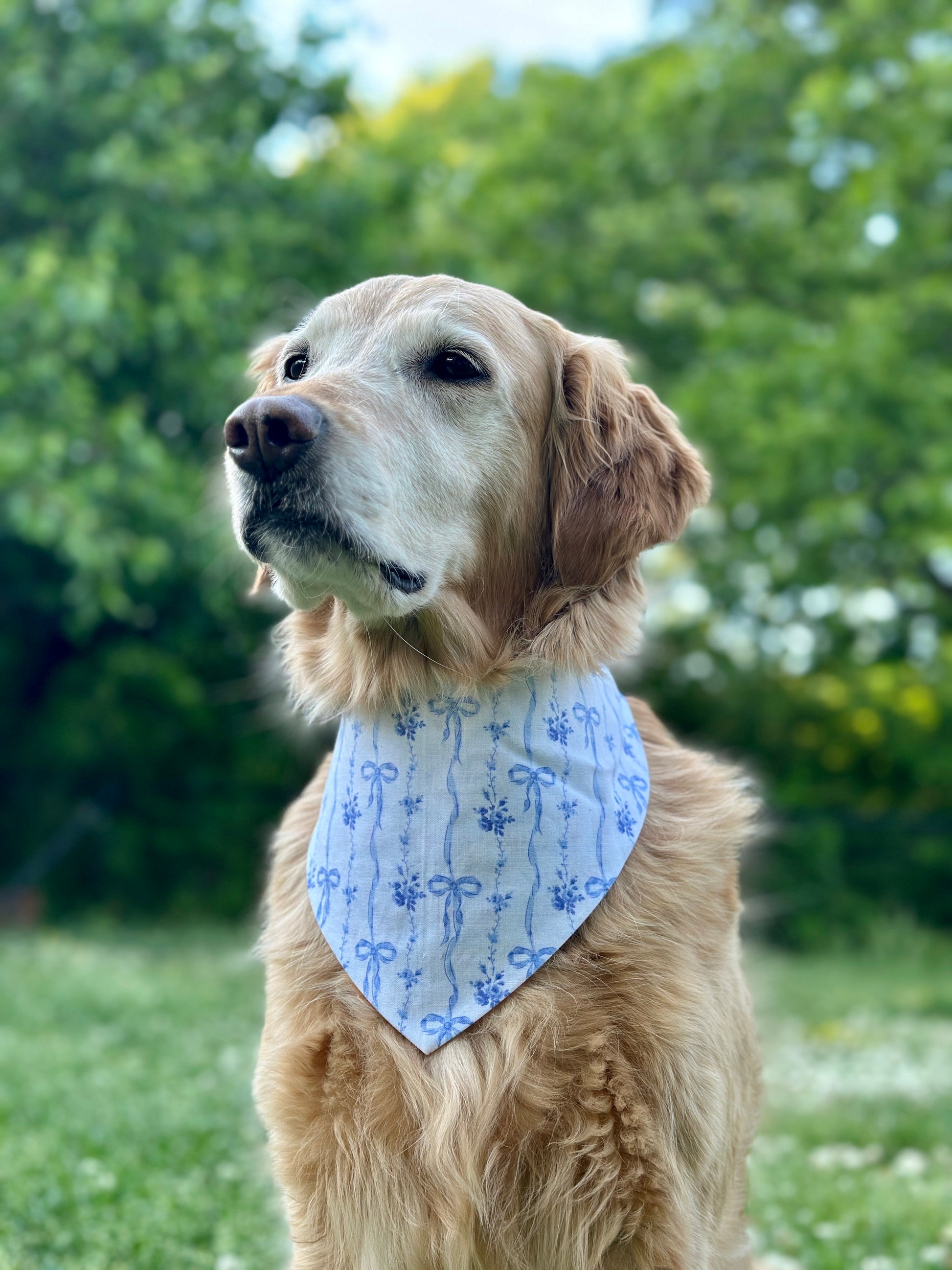 Dog wearing a blue bandana with floral patterns outdoors