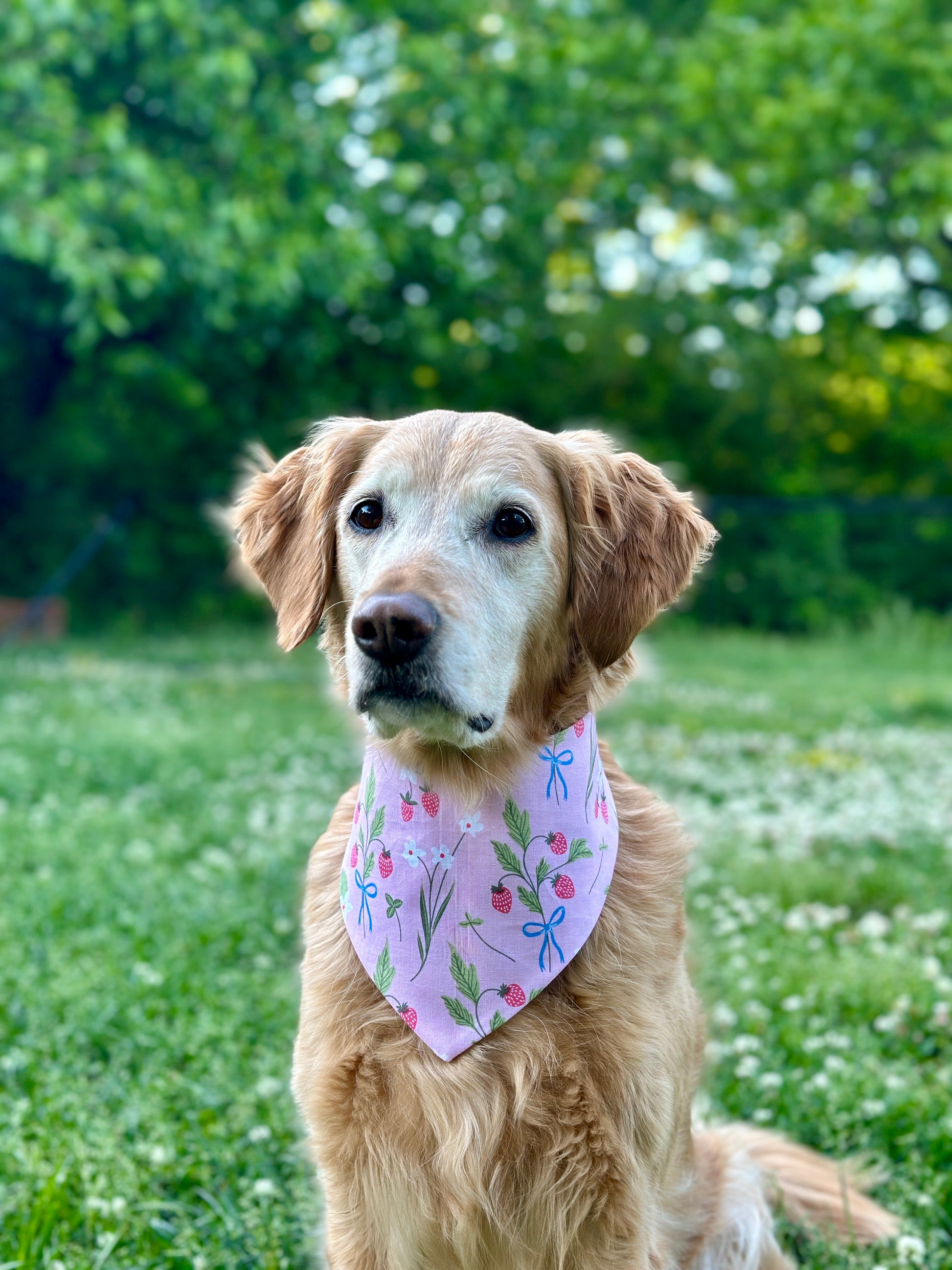 Dog wearing a floral bandana in a grassy field with trees in the background
