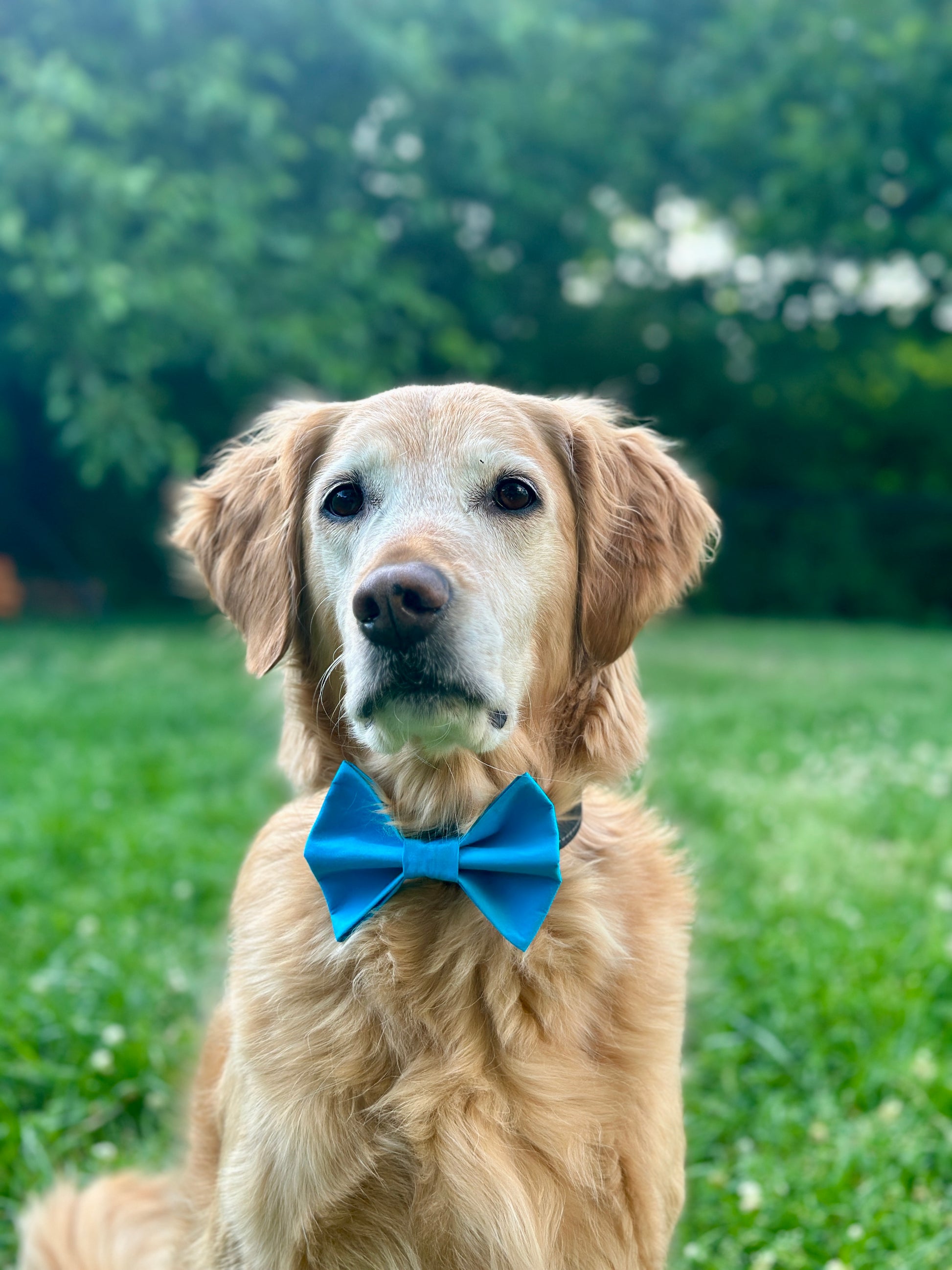 Golden Retriever wearing a blue bow tie in a grassy field