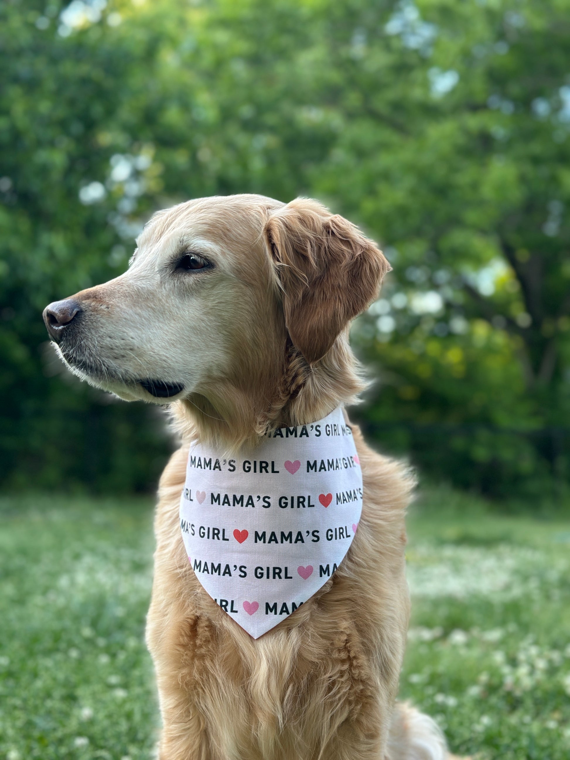 Dog wearing a bandana with 'Mama's Girl' text in a park setting