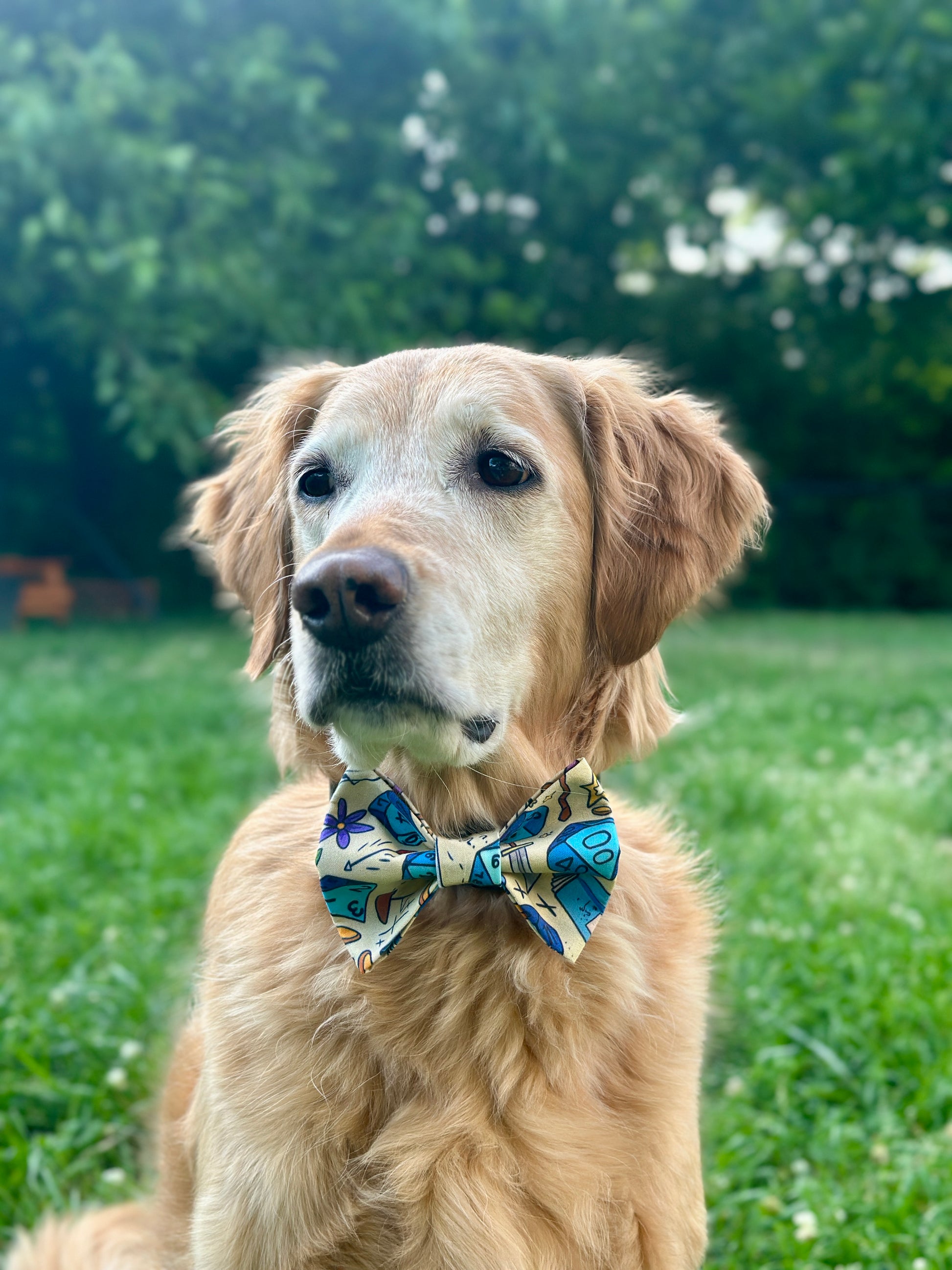 Dog wearing a colorful bow tie sitting on grass with trees in the background