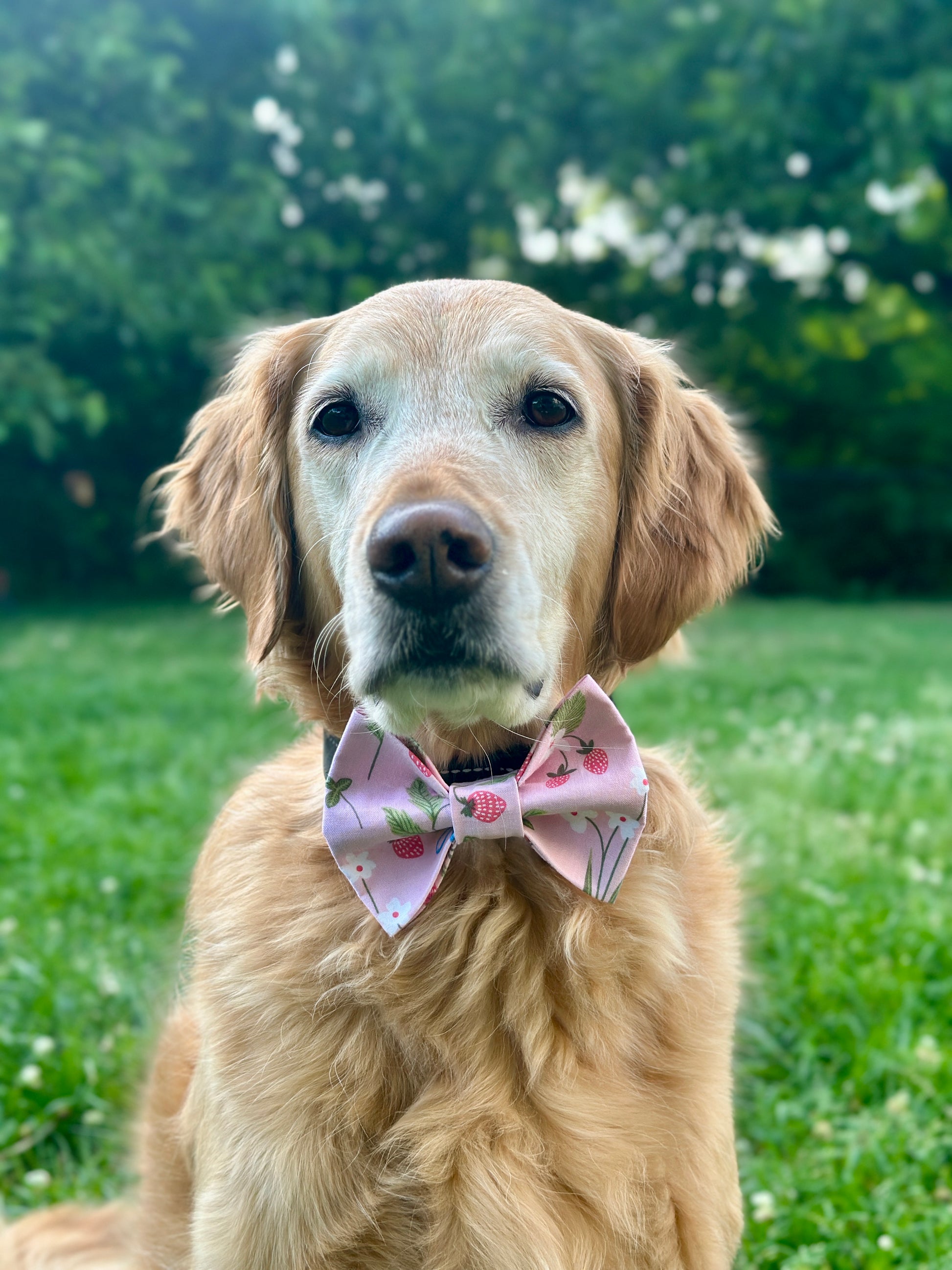 Golden Retriever wearing a pink bow tie sitting on grass with greenery in the background