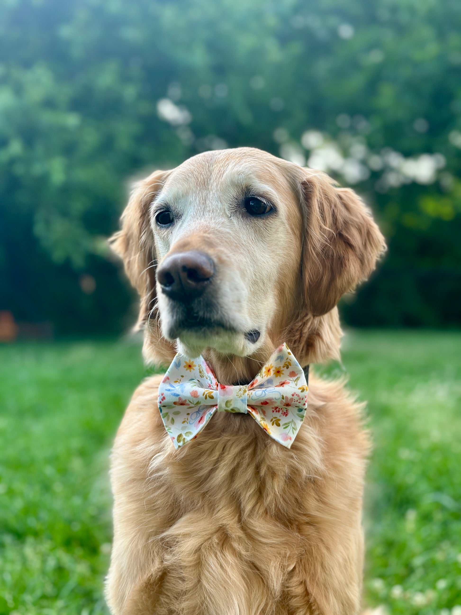 Golden Retreiver wearing a floral bow tie in a grassy outdoor setting