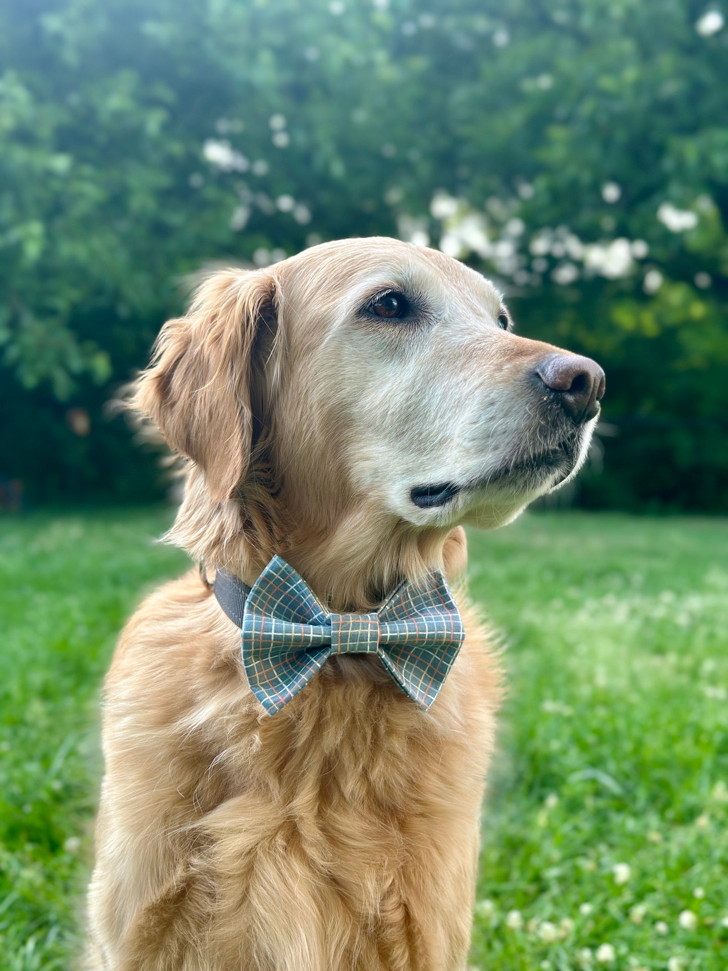 Dog wearing a plaid bow tie in a grassy outdoor setting