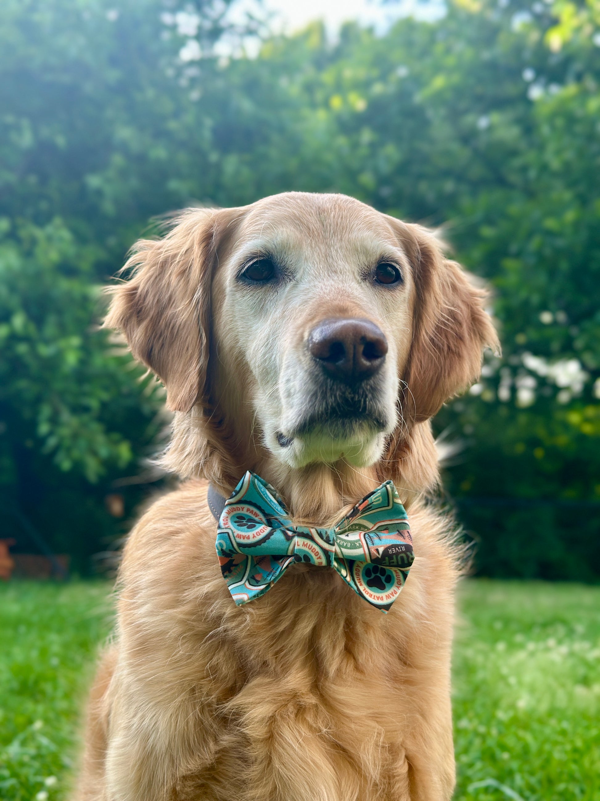 Golden retreiver wearing a ranger patch bow tie outdoors with greenery in the background