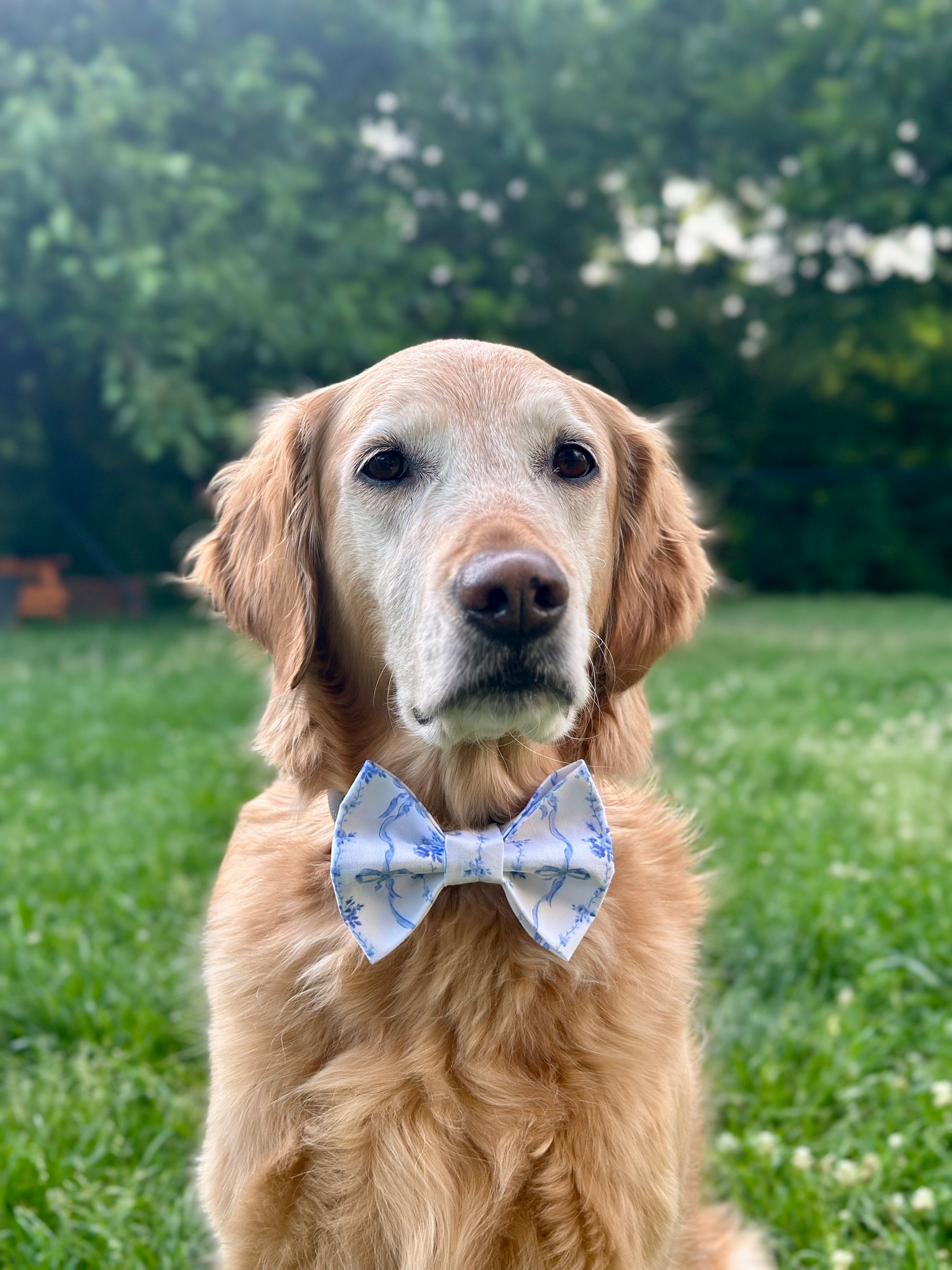 Golden retriever wearing a bow tie with blue bows sitting in a grassy field with trees in the background
