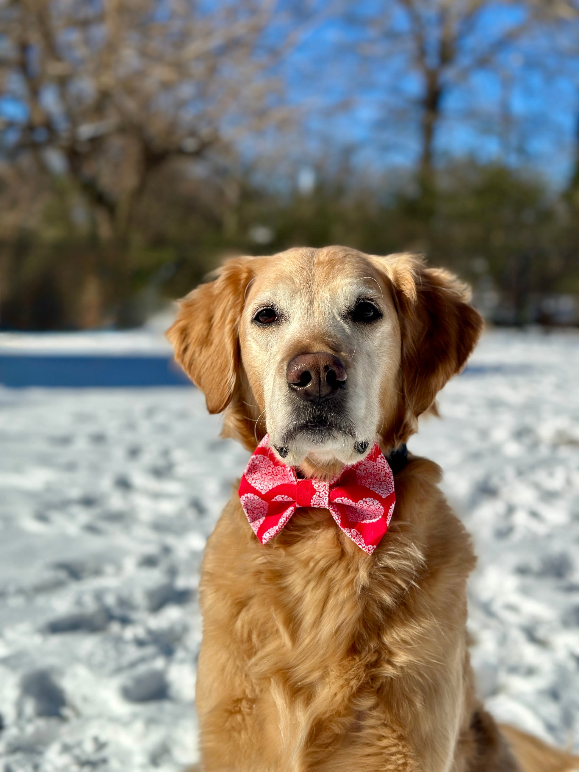 Golden retriever wearing a red and white Valentine's day bow tie in the snow. 