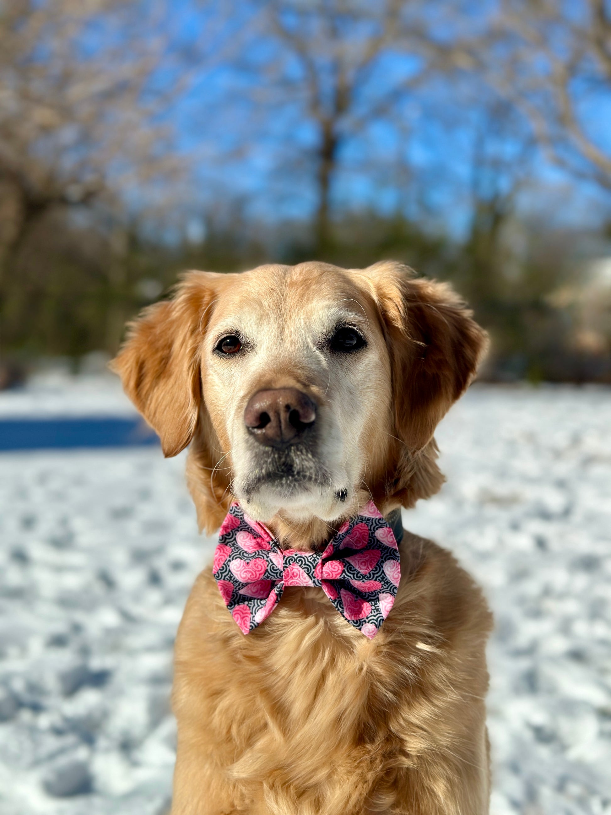 Golden retriever wearing a black bow tie with pink hearts while sitting in the snow. 