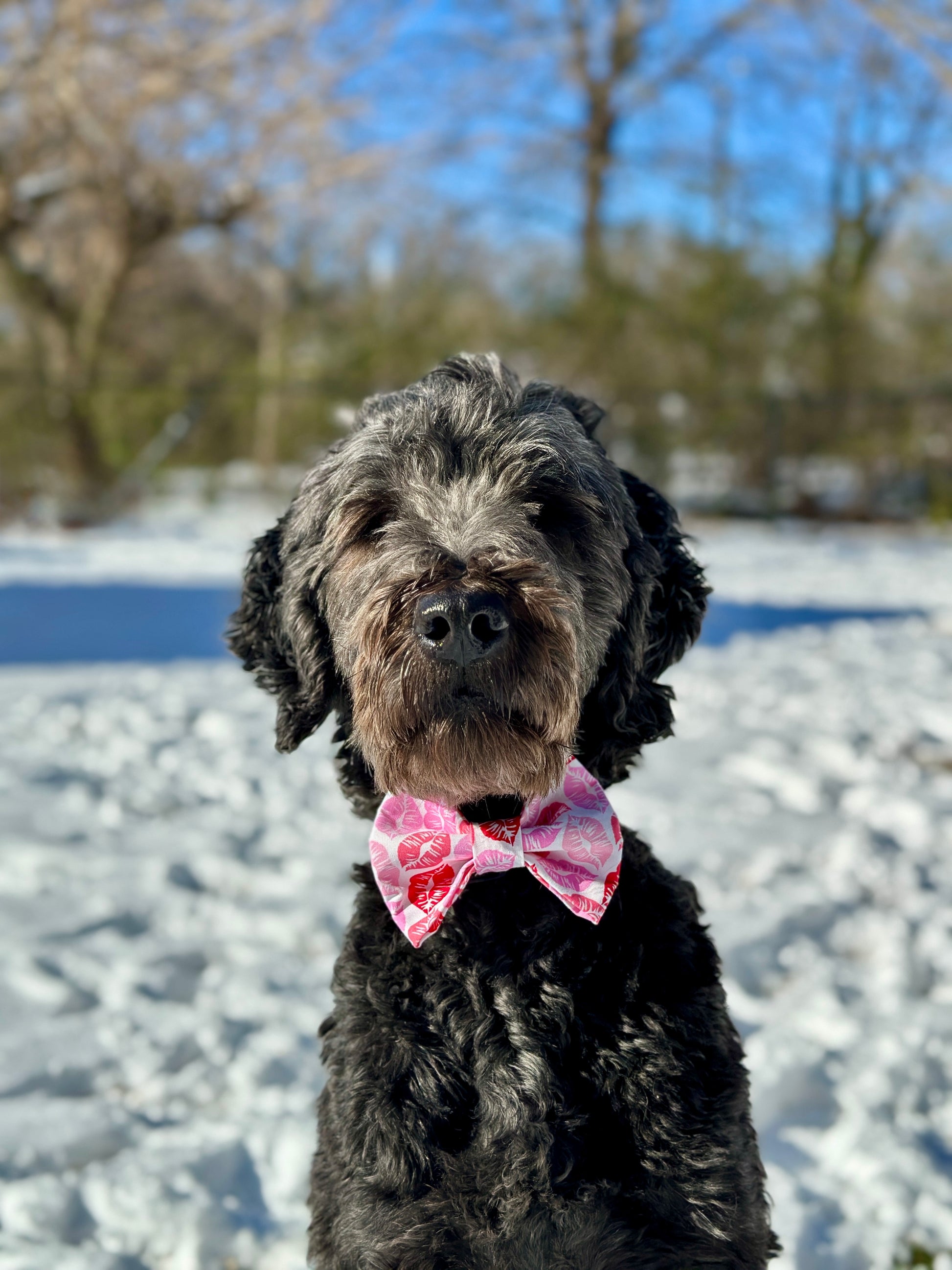 Black goldendoodle wearing a pink lip Valentine's Day bow tie in the snow. 