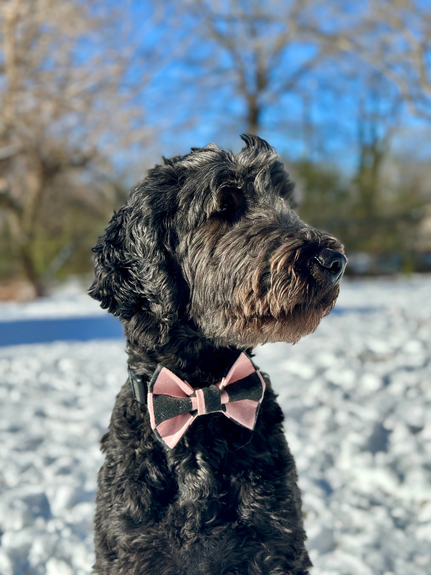 Black goldendoodle wearing a pink and black checkered bow tie sitting in the snow. 
